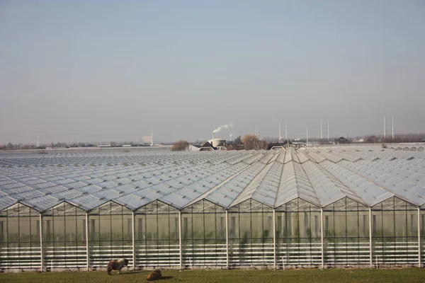 Megművelt területen. a több sorban elrendezett geometriai üvegházakban mezőgazdasági termelésre használt földterület. — Stock Fotó