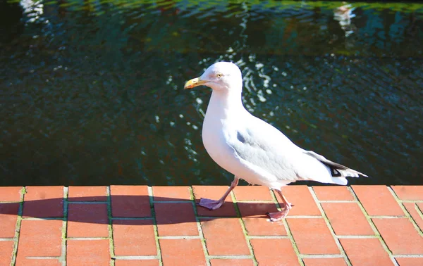 Pato com plumagem muito branca que caminha de manhã ao longo de um pavimento em azulejos vermelhos ao longo do rio — Fotografia de Stock