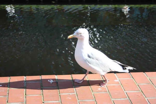 Pato con plumaje muy blanco que camina por la mañana a lo largo de un pavimento en tejas rojas a lo largo del río — Foto de Stock