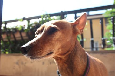 Yavru bir köpek yavrusu. Gururla yaşadığı evin terasındaki evcil hayvan. dişi zwerg pinscher kırmızı veya kahverengi