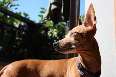 Yavru bir köpek yavrusu. Gururla yaşadığı evin terasındaki evcil hayvan. dişi zwerg pinscher kırmızı veya kahverengi