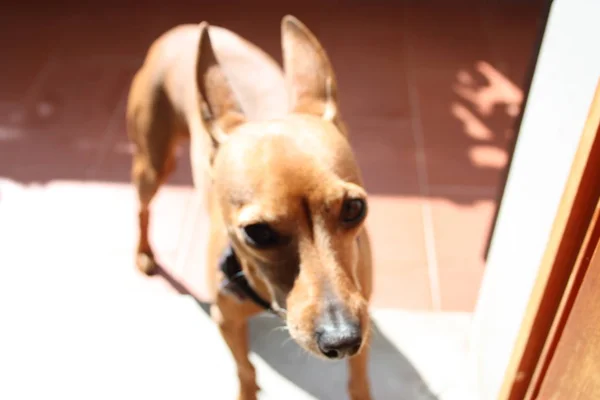 Mladý exemplář štěně pes the plemeno. mazlíček na terase domu, kde žije hrdý. samice zwerg pinscher červená nebo hnědá barva — Stock fotografie