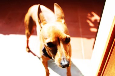 Yavru bir köpek yavrusu. Gururla yaşadığı evin terasındaki evcil hayvan. dişi zwerg pinscher kırmızı veya kahverengi