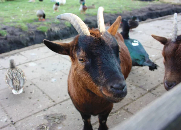 Крупным планом красивого барана или козла, фермерского животного с коричневым мехом — стоковое фото