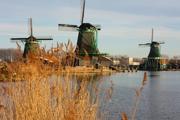 Viejos molinos de viento holandeses de madera construidos a lo largo de la corriente de agua del río Zaan al atardecer con su calor cálido y espigas de maíz . — Foto de Stock
