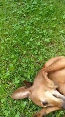 Kızıl saçlı, kırmızı, kahverengi, BRONZLU kahverengi iç Pinscher kadın köpek. Evcil köpek yavrusu yeşil bahçede oynuyor ve pampered