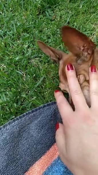 雌性狗与黄褐色的头发 棕褐色 宠物小狗在绿色的花园里玩耍 被宠爱 — 图库视频影像