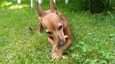Kızıl saçlı, kırmızı, kahverengi, BRONZLU kahverengi iç Pinscher kadın köpek. Evcil köpek yavrusu yeşil bahçede oynuyor ve pampered