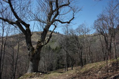 ormanda izole doğal manzara, dağlarda, tepenin yüksek. yaz sıcağı için kuru kurak yeşil scrub.