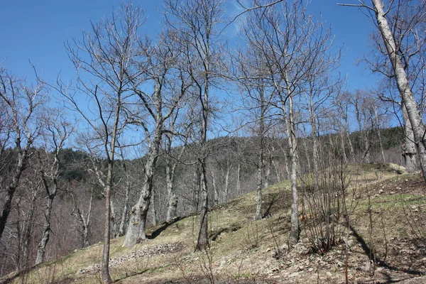 카레진, 마른 토양과 벌거 벗은 나무의 봄 파노라마. 땅은 건조하고 가뭄으로 인해 토스카나에서도 부시 가 변위 — 스톡 사진