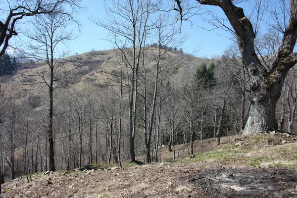 Panorama primaveral de Careggine, suelo seco y árboles desnudos. la tierra está seca y el arbusto desplazado también en Toscana debido a la sequía — Foto de Stock