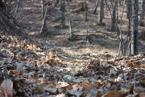 冬か秋か葉は乾燥して茶色くなり木から地面に落ちます温かみのあるロマンチックな色のパノラマ — ストック写真