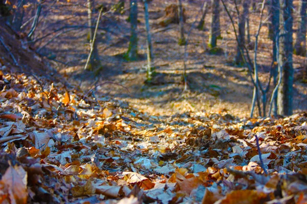 Kış ya da sonbahar mevsimi. Yapraklar kurur, kahverengiye döner ve ağaçlardan yere düşer. Sıcak ve romantik renklerde panorama — Stok fotoğraf