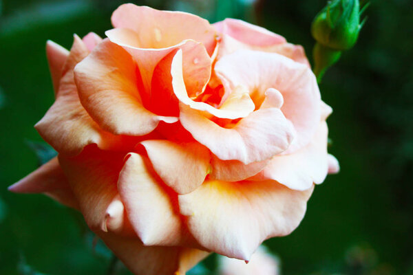 home garden. delicate large rose with light, pale colors. faint color.