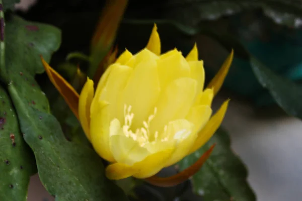 特别的黄花盛开生长在多汁植物 — 图库照片