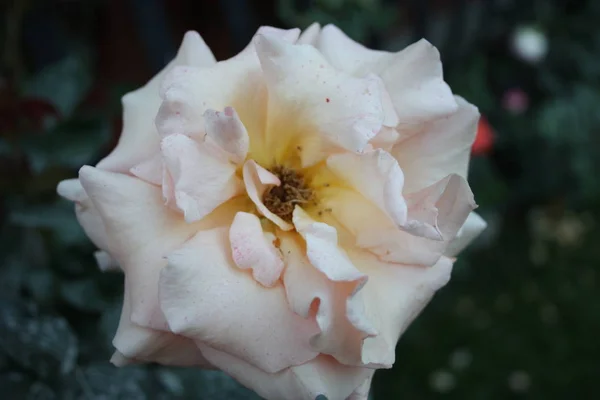 Rosa Rosenpflanze in voller Blüte mit den zarten Farben des Sommers. verschwommener Hintergrund wie Postkarte oder Tapete. aus selektivem Fokus — Stockfoto