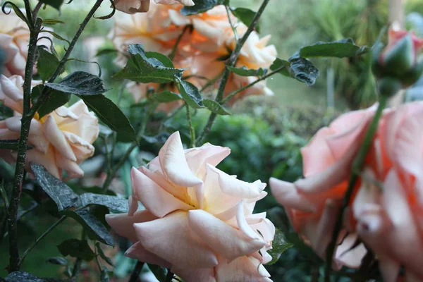 Pink rose plant in bloom with the delicate colors of the summer. blurred background like postcard or wallpaper. out of selective focus — Stock Photo, Image