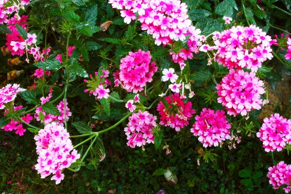 pembe ve mor verbena çiçek yemyeşil çalı