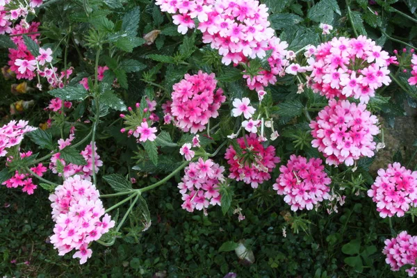 pembe ve mor verbena çiçek yemyeşil çalı