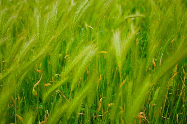 Grande sfondo di un campo verde pieno di spighe nelle lussureggianti colline toscane di settembre — Foto Stock