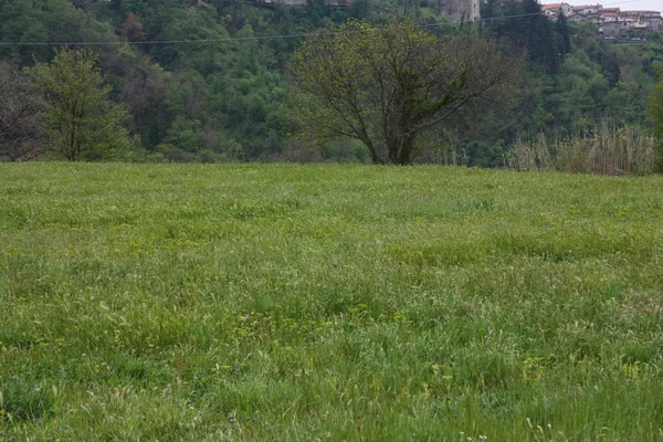 Gran fondo de un campo verde lleno de espigas de trigo en las exuberantes colinas toscanas de septiembre — Foto de Stock