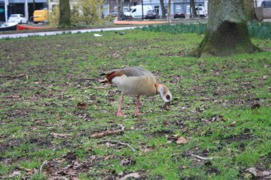 Amsterdam 'da yeşil çayırlarda koşuşturan gri renkli kazlar