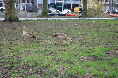 Amsterdam 'da yeşil çayırlarda koşuşturan gri renkli kazlar