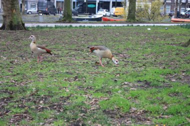 Amsterdam 'da yeşil çayırlarda koşuşturan gri renkli kazlar