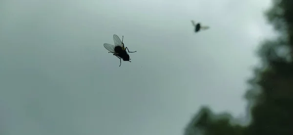 Uma Mosca Preta Com Asas Contraste Com Fundo Enevoado Cinza — Fotografia de Stock