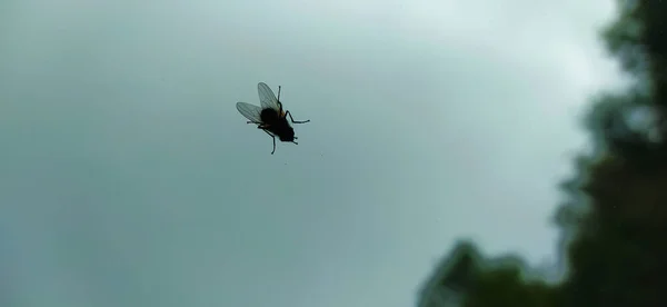 Uma Mosca Preta Com Asas Contraste Com Fundo Enevoado Cinza — Fotografia de Stock