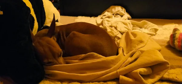 small brown pinscher dog sleeps among the soft blankets on a bed
