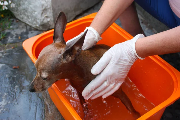 Zwerg pinscher eldivenli ev yapımı kahverengi yıkama.