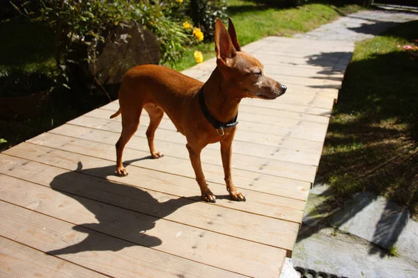 Brown Domestic Pinscher Puppy Garden Wooden Platform — Stock Photo, Image