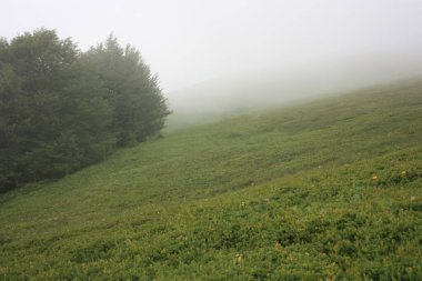 Apuan Alpleri 'nin tepelerindeki panorama. İç kesimin yeşili ile dağdaki gri yoğun sis arasında.