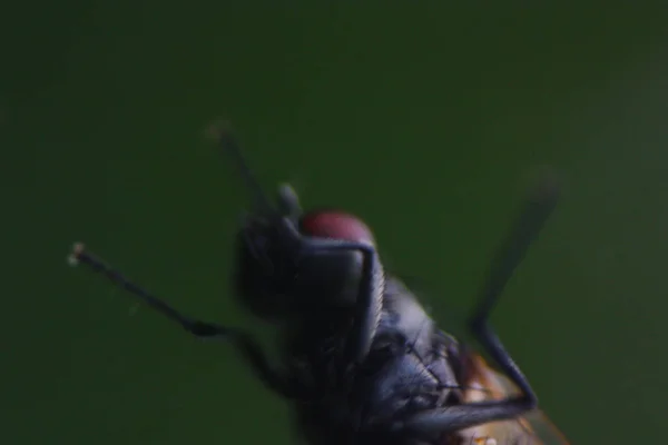 Künstlerisches Dunkles Makro Dia Detail Der Gemeinen Fliege Verschwommen Mit — Stockfoto