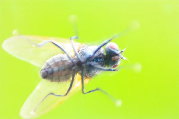 Detalle Diapositiva Macro Oscura Artística Mosca Común Borrosa Con Fondo — Foto de Stock