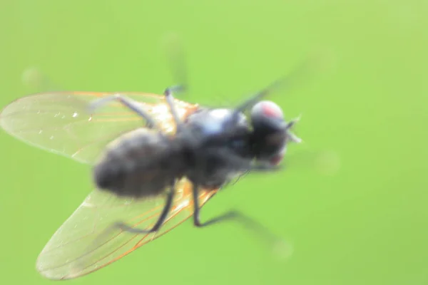 Detalle Diapositiva Macro Oscura Artística Mosca Común Borrosa Con Fondo — Foto de Stock