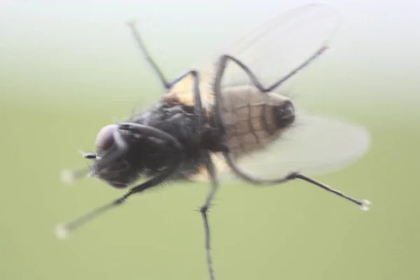 Artystyczne Ciemne Makro Slajdów Szczegół Wspólnej Muchy Rozmyte Zamierzonego Tła — Zdjęcie stockowe