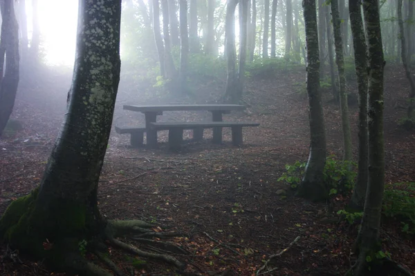 Forest Beech Trees Mist Fairy Fog Parkland — Stock Photo, Image