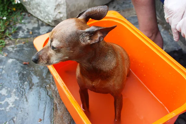 Kleine Hond Thuis Wassen Huistuin Een Oranje Plastic Kom — Stockfoto