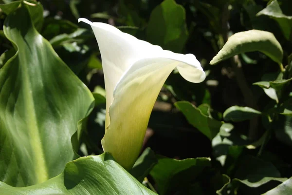 Espécimen Flor Blanca Calla Planta Jardín Verano — Foto de Stock
