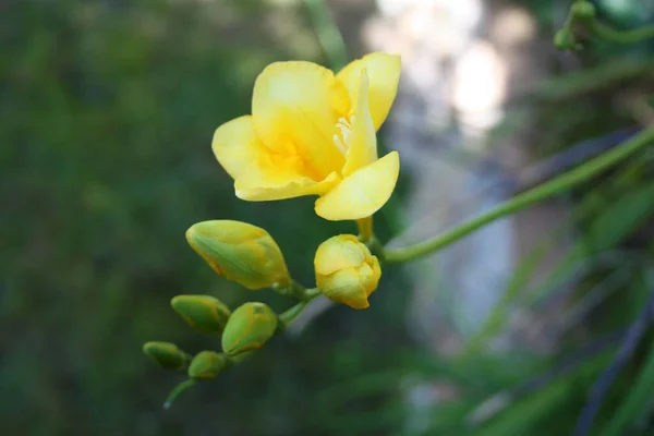 Bahçede Yeşil Saplı Sıradan Sarı Çayır Çiçeği — Stok fotoğraf