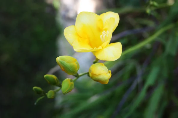 夏に庭に緑色の茎を持つ一般的な黄色の草原の花 — ストック写真