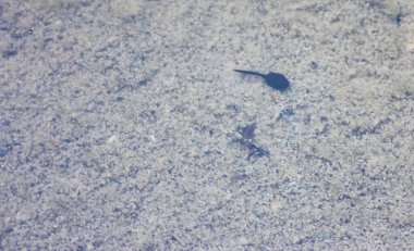 Küçük siyah kurbağa yavruları kumlu bir göletin suyunda