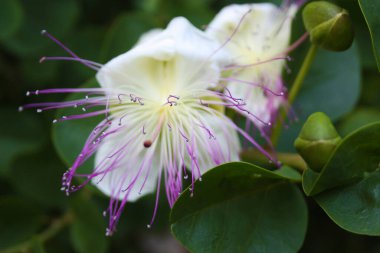 Bahçede çiçekli doğal yeşil kapari çalısı