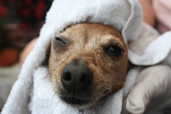 Hondenverzorging Van Een Bruine Pinscher Puppy Hond Een Oranje Kuip — Stockfoto