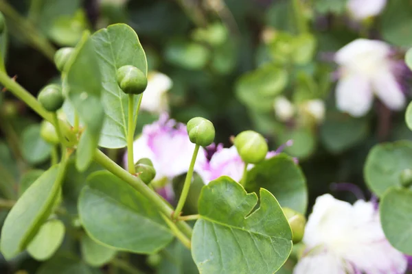 Cespuglio Naturale Domestico Capperi Verdi Con Fiori Giardino — Foto Stock