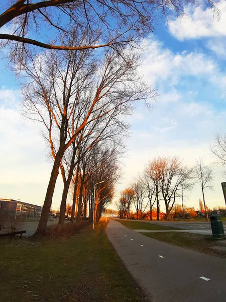 Asfalt Ağaç Hollanda Daki Zaanse Schans Gün Batımında Sıralanmış — Stok fotoğraf