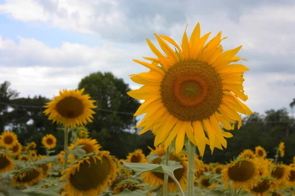Žlutý Slunečnicový Květ Zelenými Okvětními Lístky Pestrobarevnými Semeny — Stock fotografie