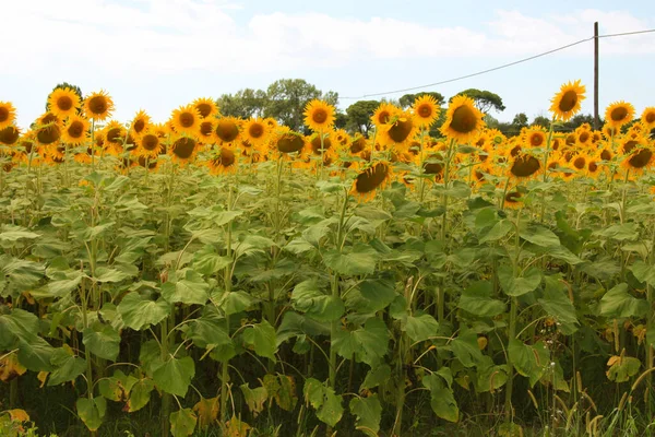 Toskánské Zelené Pole Panoramaticky Žlutých Slunečnic Venkově Itálie — Stock fotografie